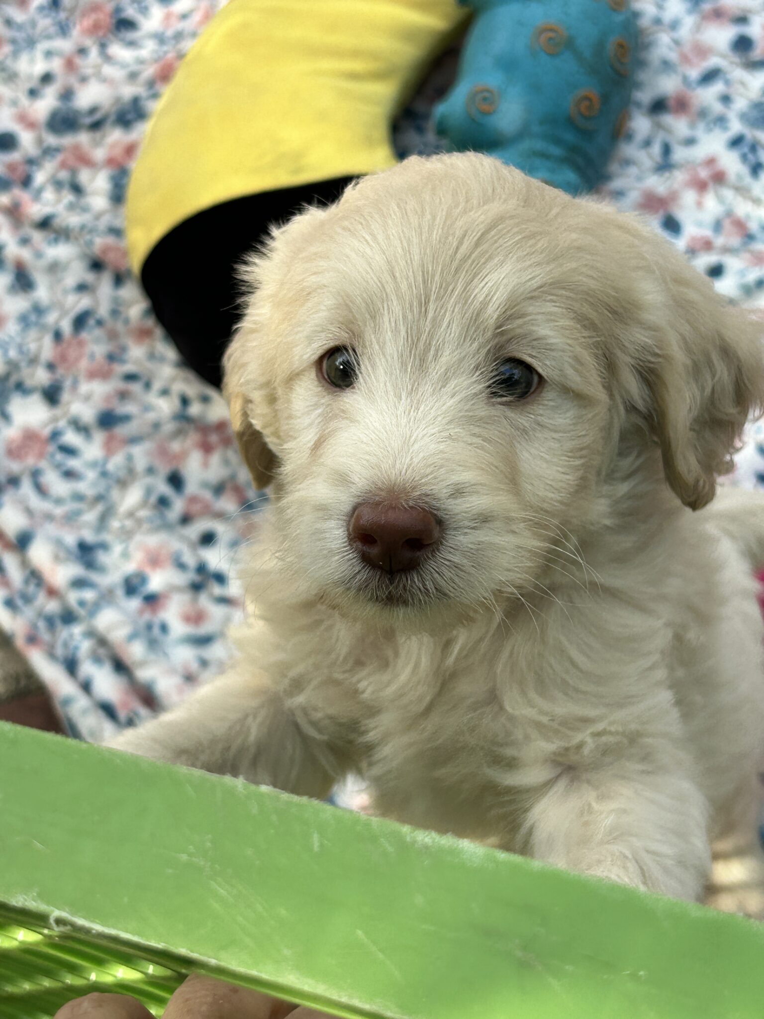 Adopted Available Christmas Diamonds Blue Collar Boy Cream/White