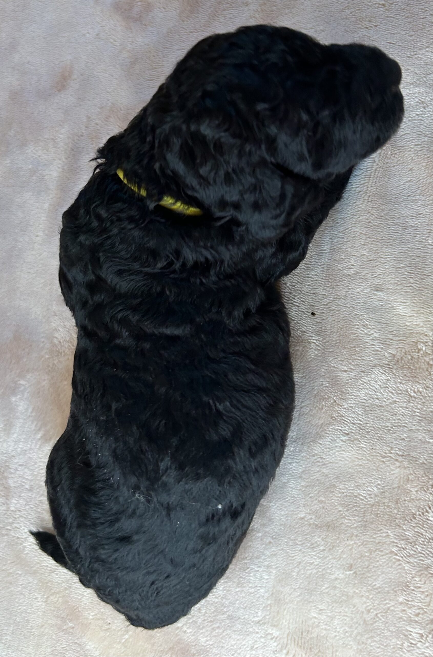 Daisy: Yellow Collar Boy: Black Color Moyen (Medium) Labradoodles ...