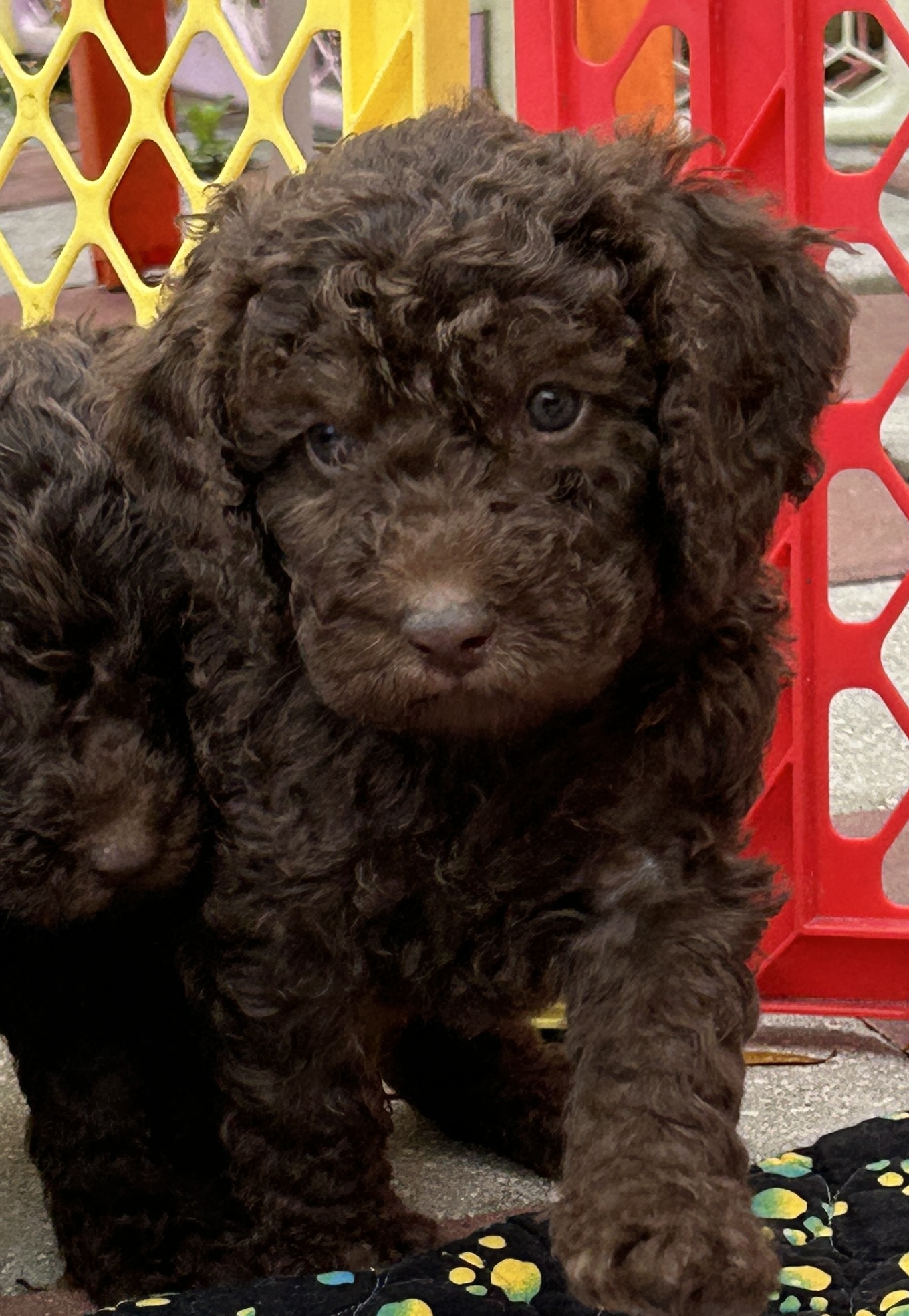 Moyen labradoodle discount