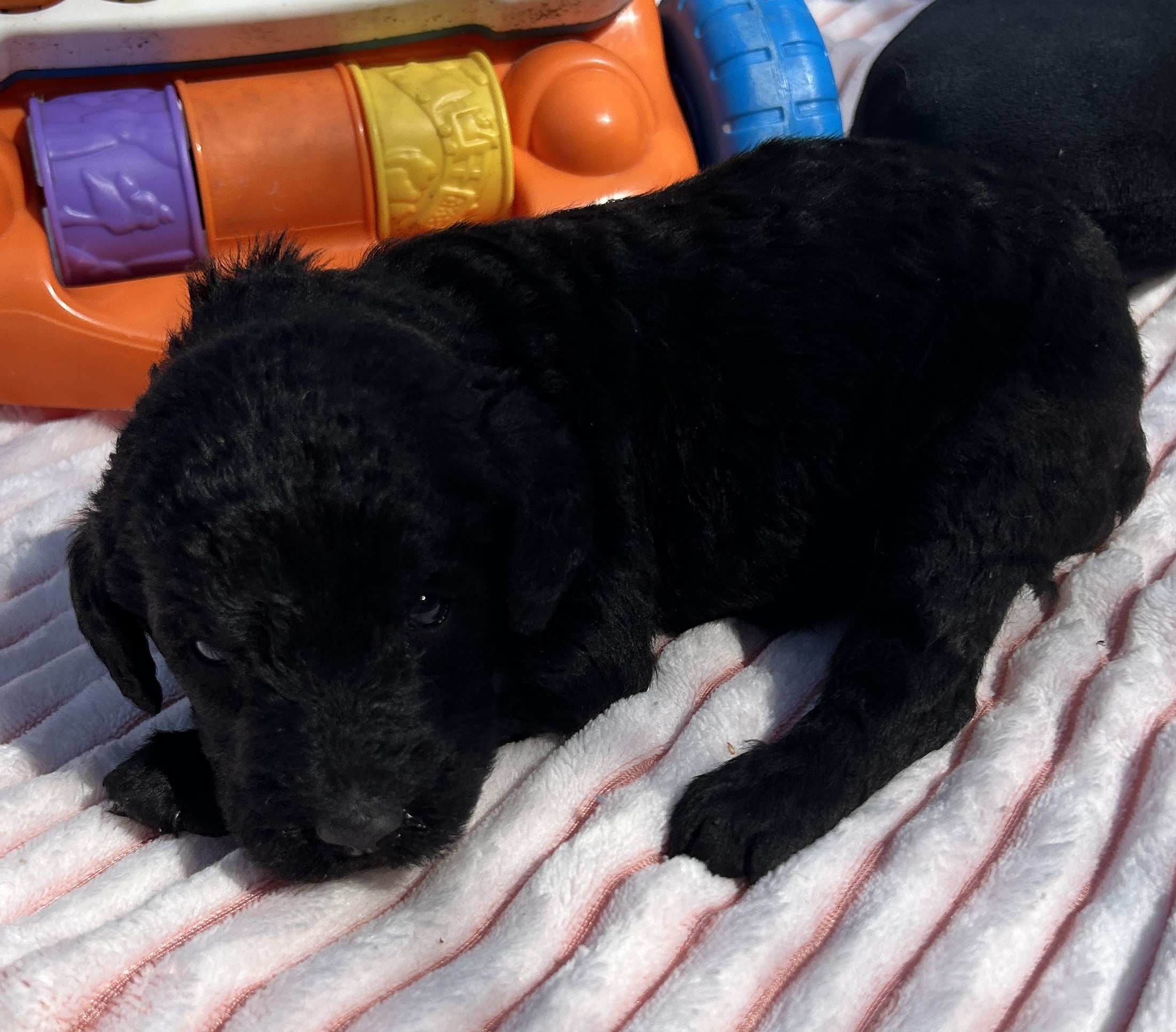 Blue Rondo Labradoodle MEDIUM: Ronnie:Blue Collar Boy: Multi Generation Black Moyen ...